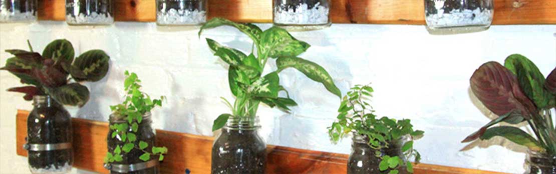 mason jar hanging plants